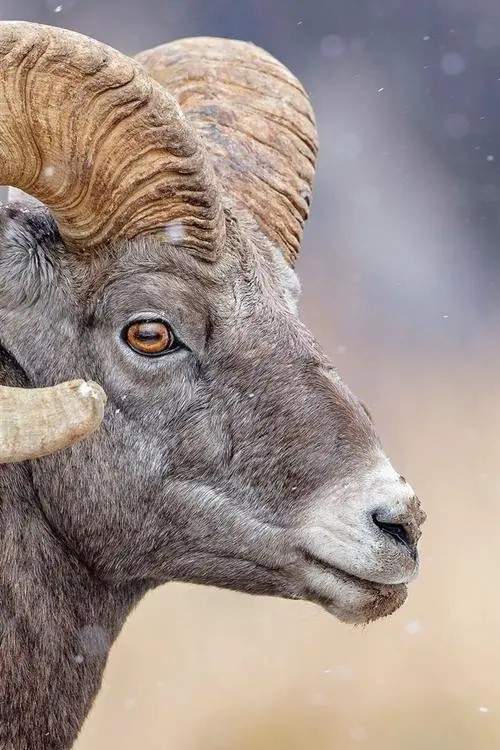 这小子竟然有着爱心状瞳孔!动物瞳孔形状原来有那么多秘密