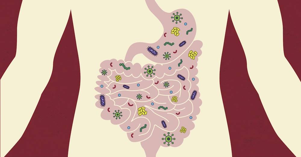 肠道菌群揭秘:你的微生物如何掌控体重与健康
