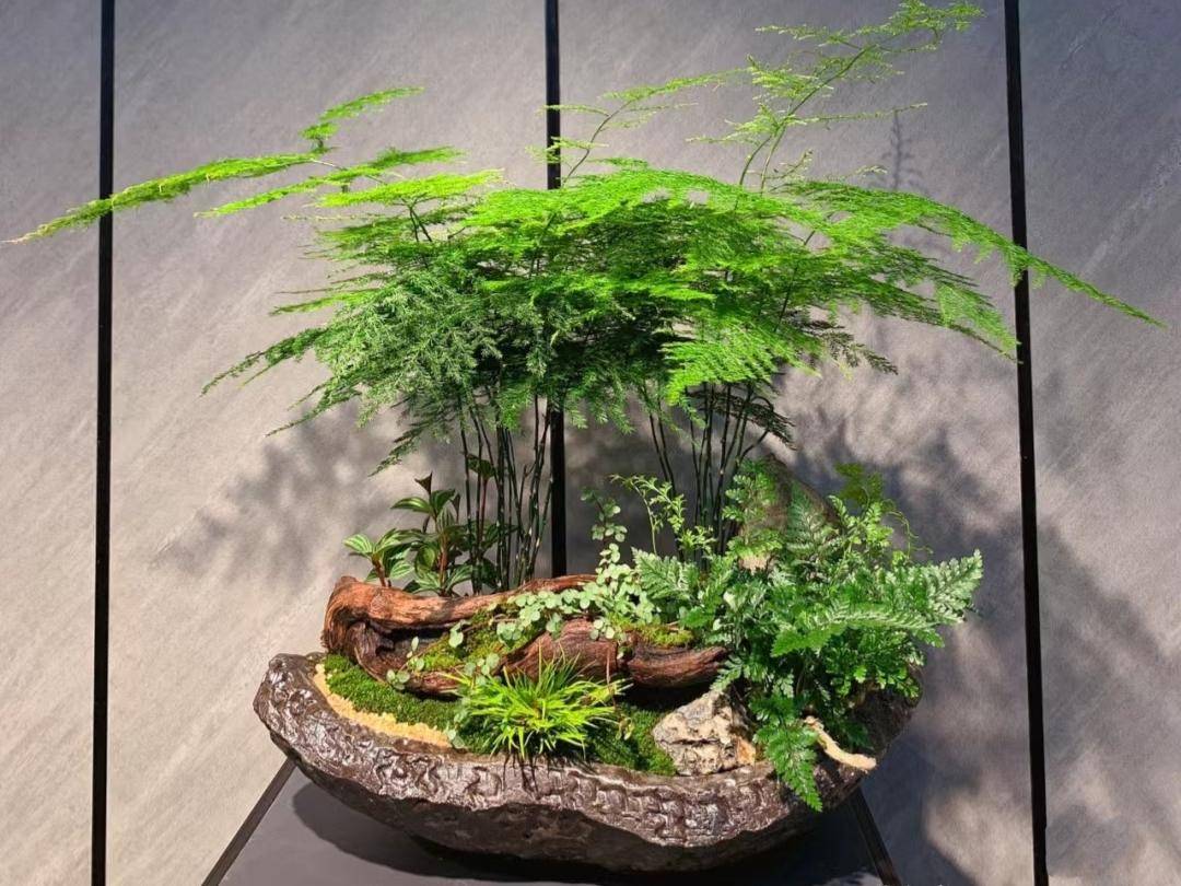 最适合在家里养的绿植,美极了