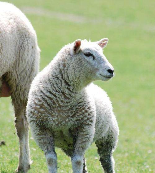 马未都:文物贩子为造出"血玉",将玉放活羊腿中,3年后再取出