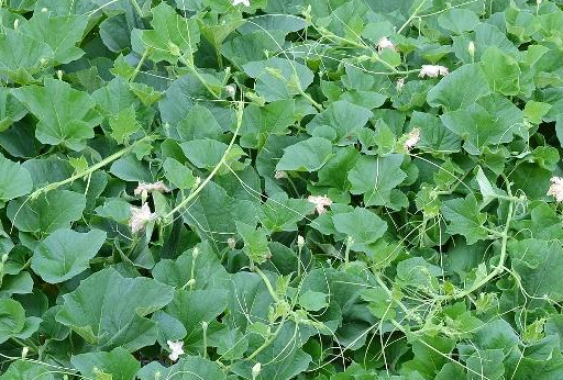 这叶子农村没人"理",城里却有不少人惦记,吃它去结石,治胃痛