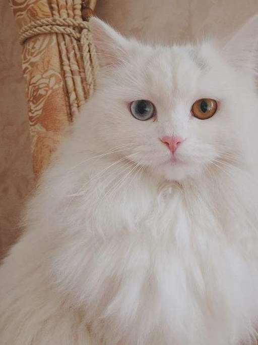 猫咪被降服,高冷"猫设",一秒崩塌_眼睛_小侄女_因为