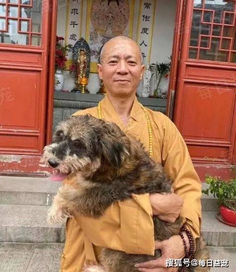 这个不务正业的和尚,28年救了9000只猫狗,从不念经打坐_智祥_救助者