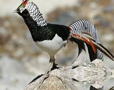 山鸡,野鸡,石鸡你能区分它们吗