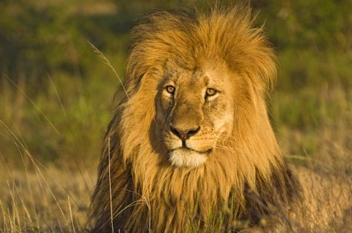 大猩猩会使用四肢和牙齿,并可以用脚抓住狮子,同时它可以用它的手臂来