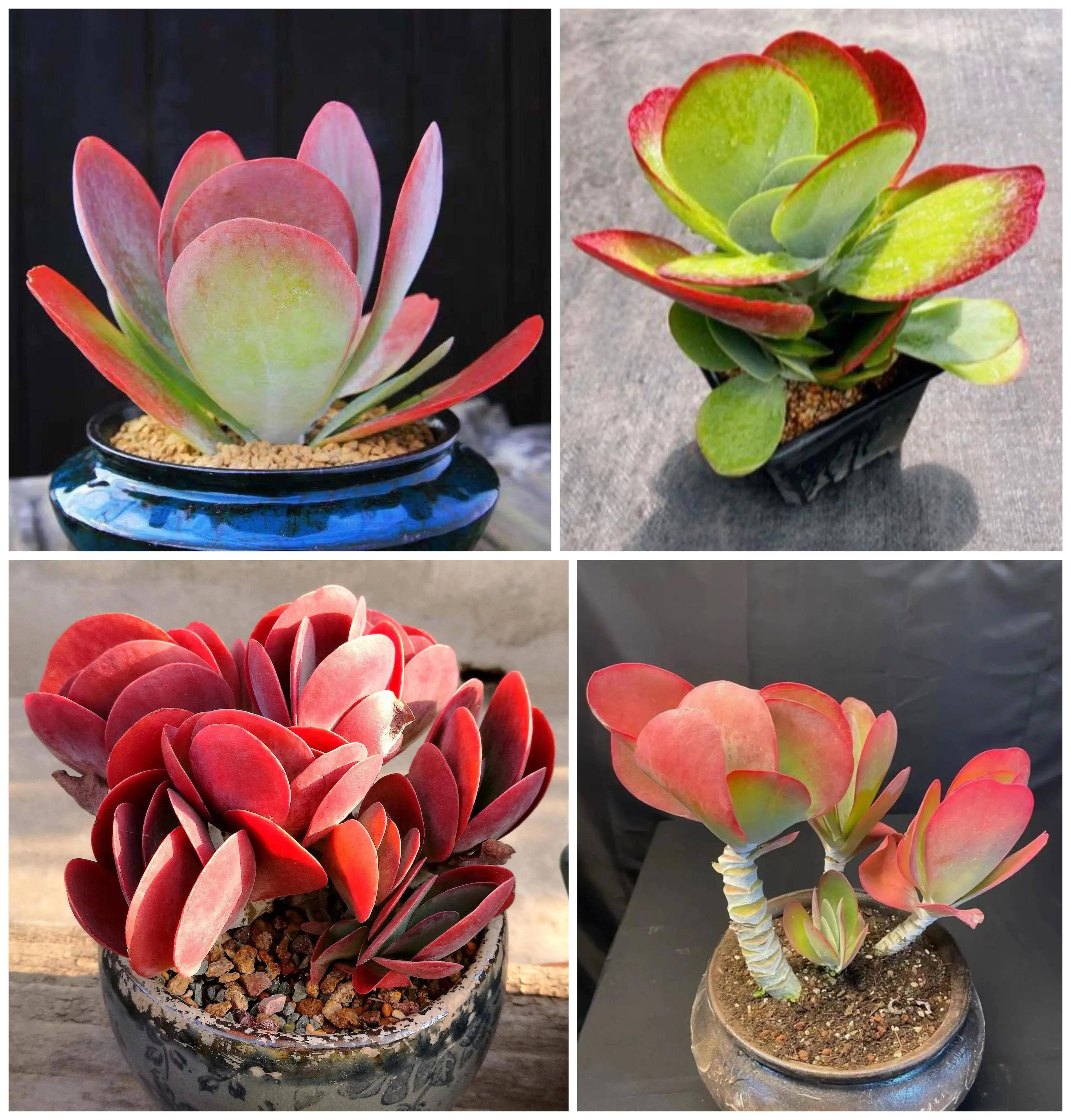 70种婀娜多姿多肉,相信总有一款你会喜欢