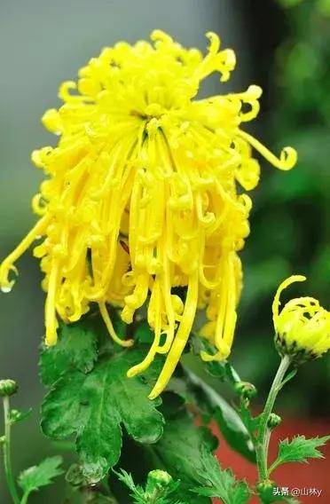 菊花摄影获奖作品欣赏,五彩缤纷,千姿百态