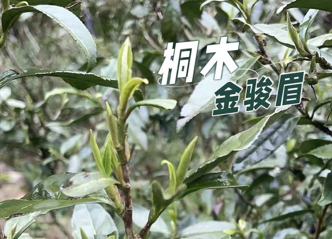 金骏眉茶树图片大全图片