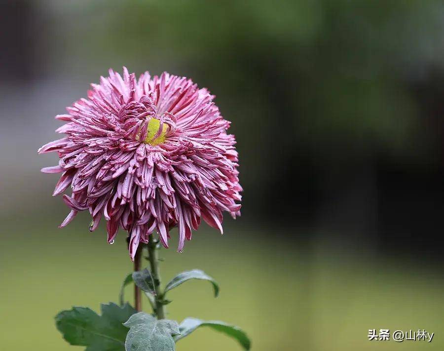 菊花摄影获奖作品欣赏,五彩缤纷,千姿百态