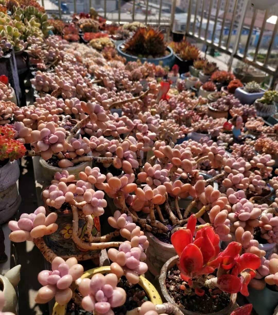 桃蛋作为曾经多肉市场上的网红,它的颜值是非常高的,叶片饱满圆润