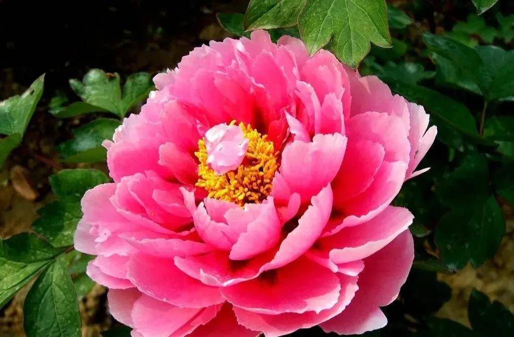 蓝天白云,百花盛开,美不胜收.