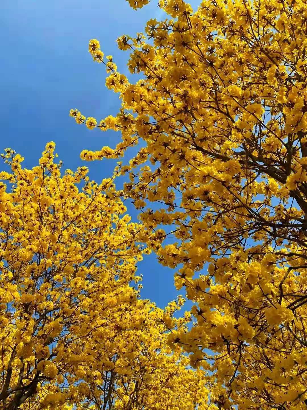 广州三月开满街的黄金花,好美