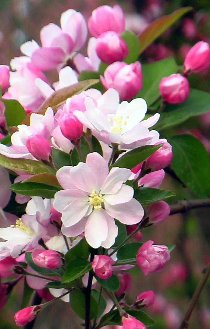 海棠花:花开似锦,沁人心脾