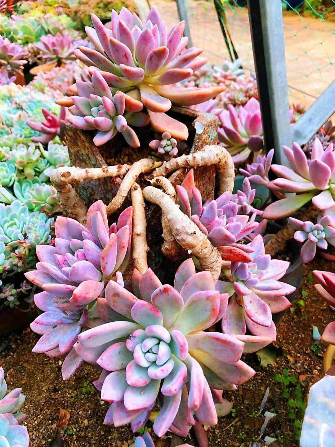 比冬美人还好养的多肉分享,好养又好看