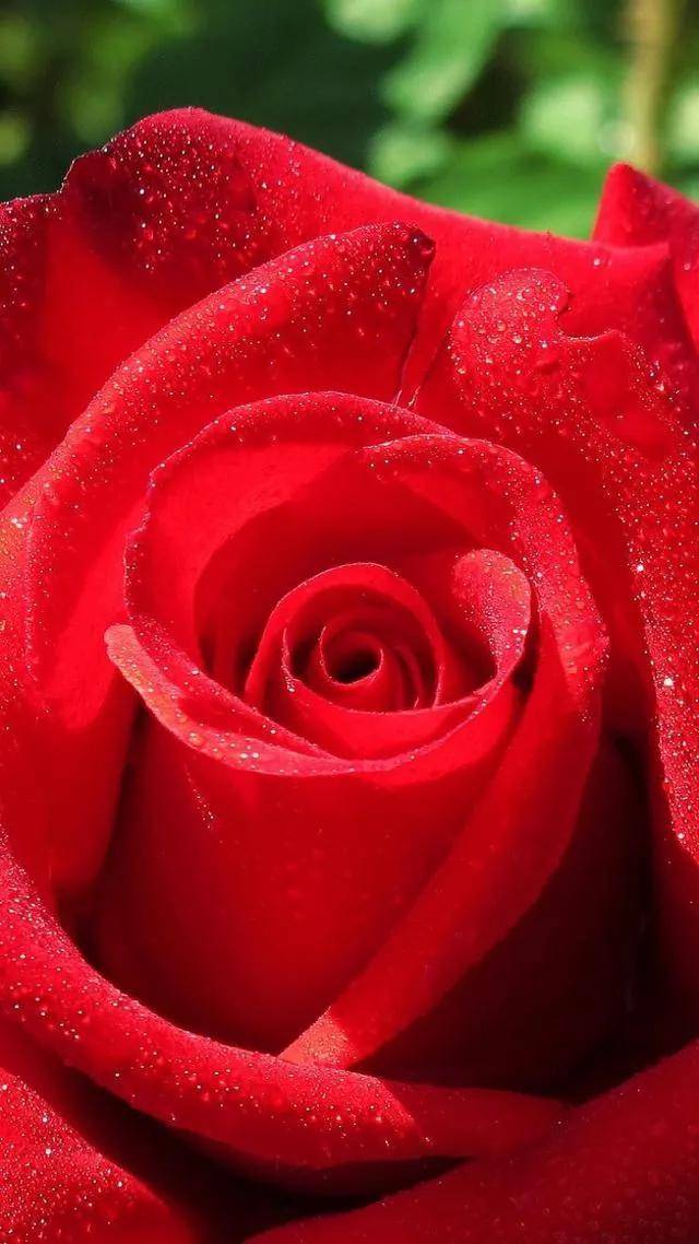 红玫瑰唯美 意境图片