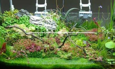 鲜明醒目的水陆式水草造景,给人一种朦胧的美感,宛如人间仙境