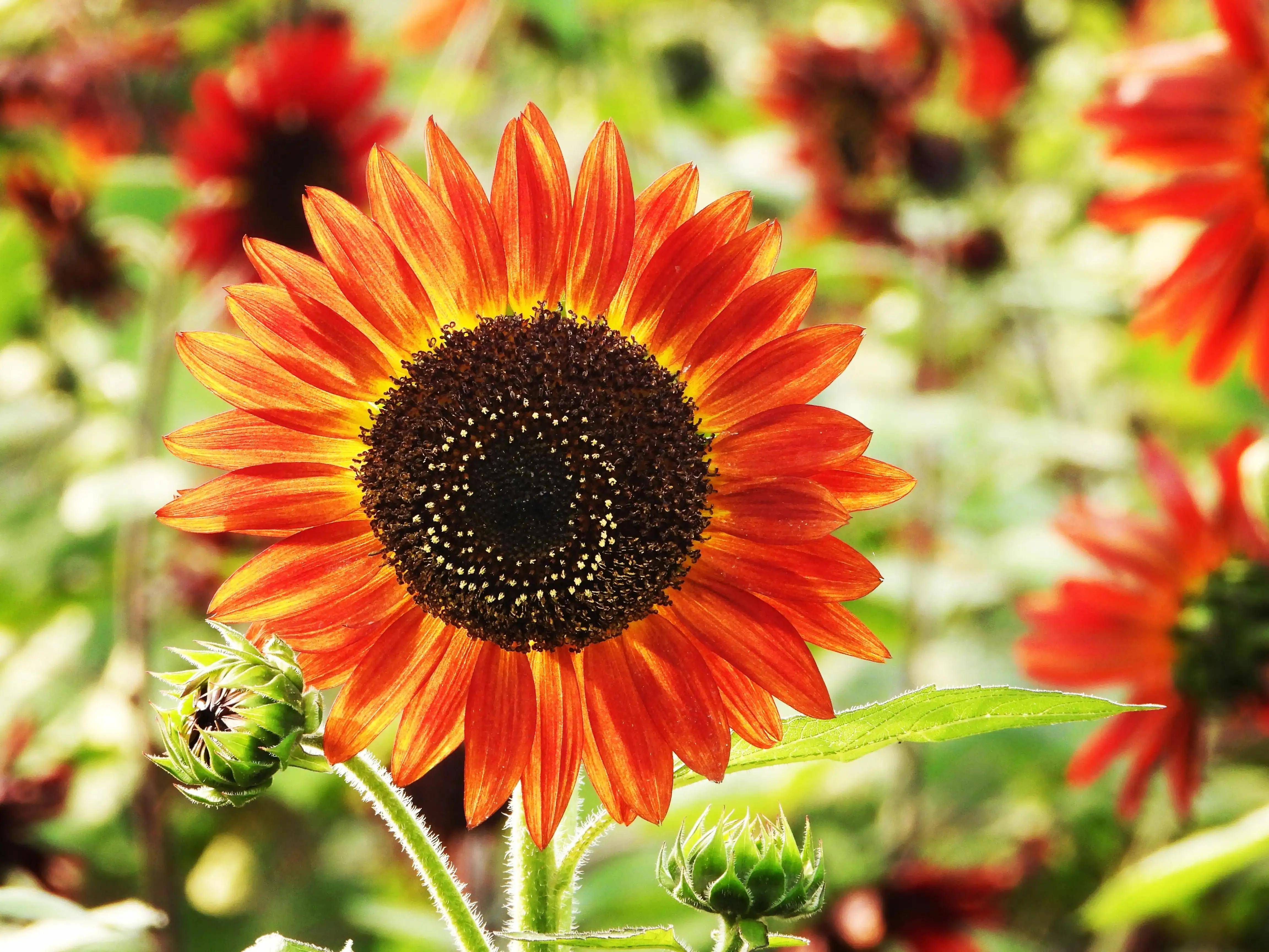 美丽的红色向日葵,好运来