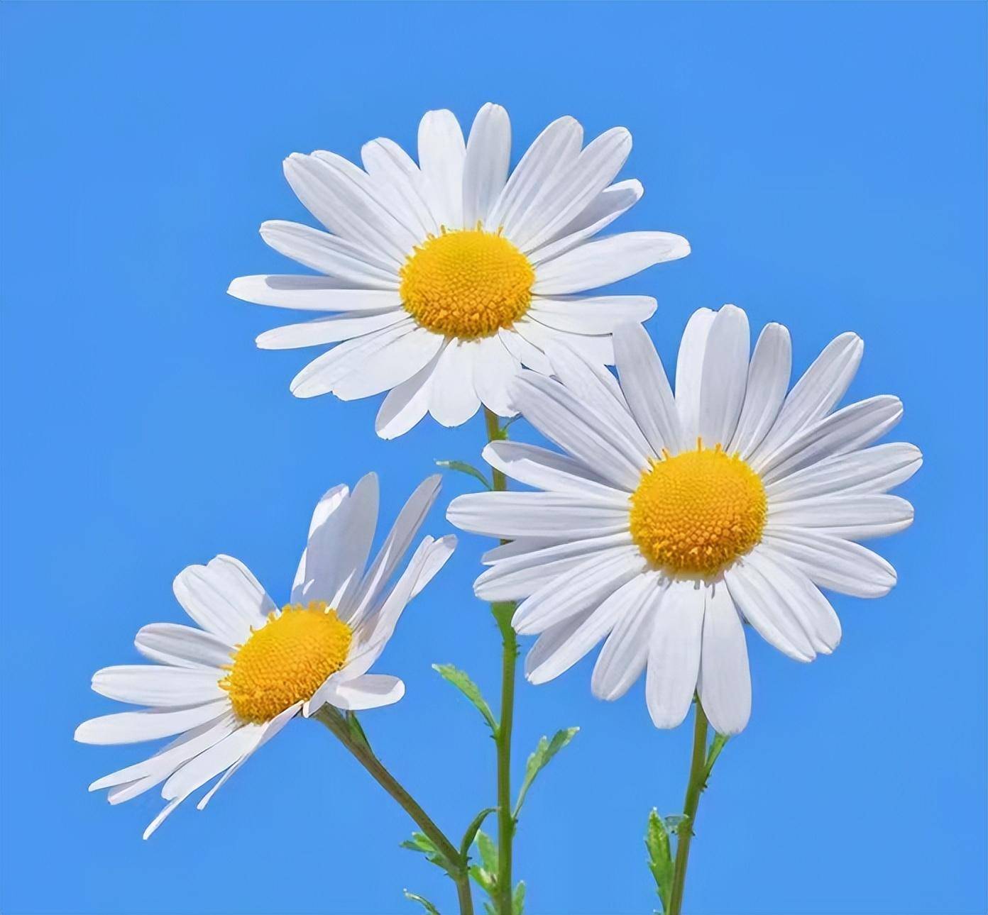 壁纸 花 桌面 1392_1290