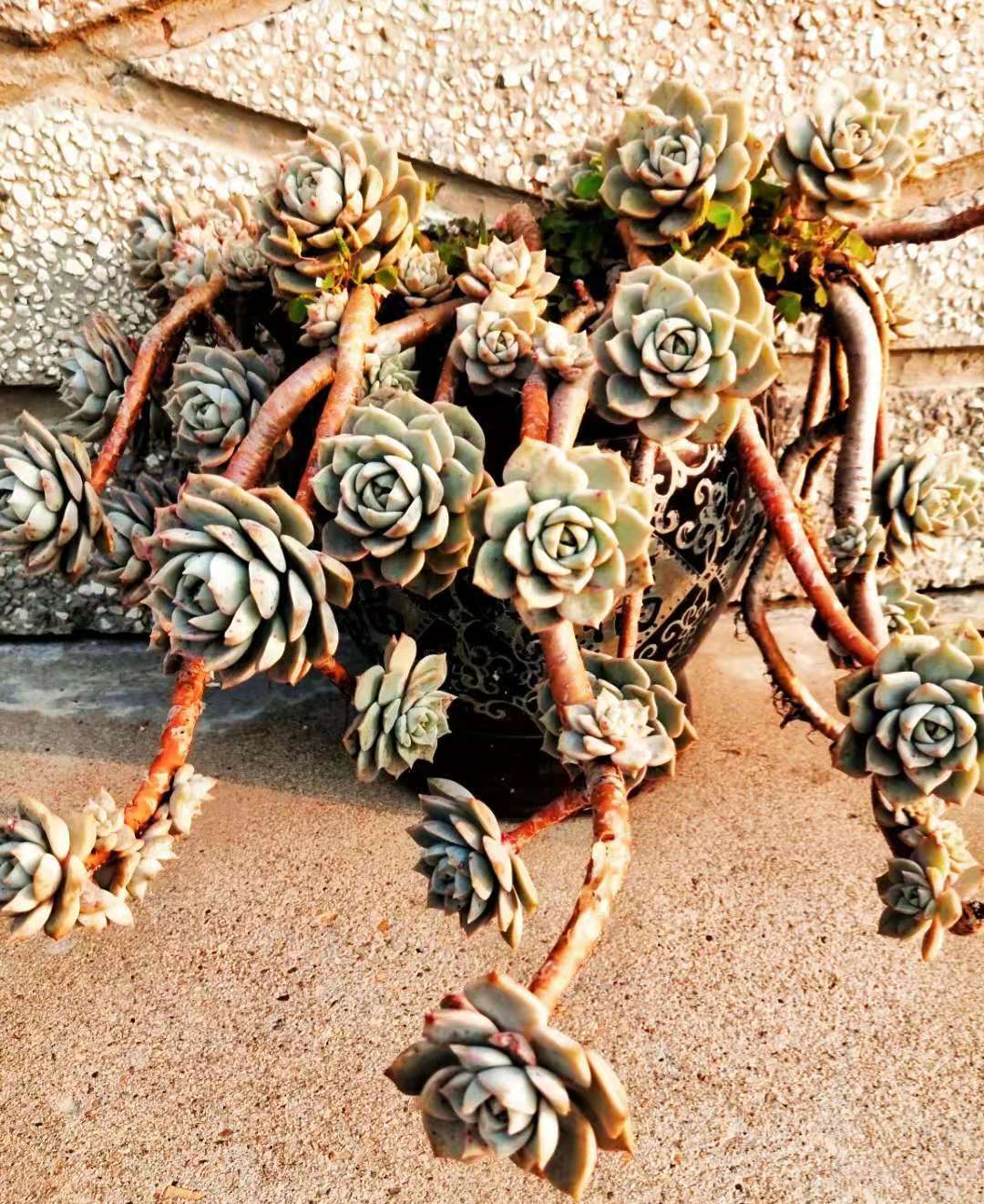 8年的白牡丹多肉老桩太美了,古风十足