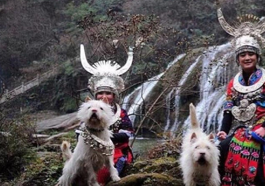 被誉为深山侠客的4大原生犬,其中它在深山中散养,已沦为野生犬