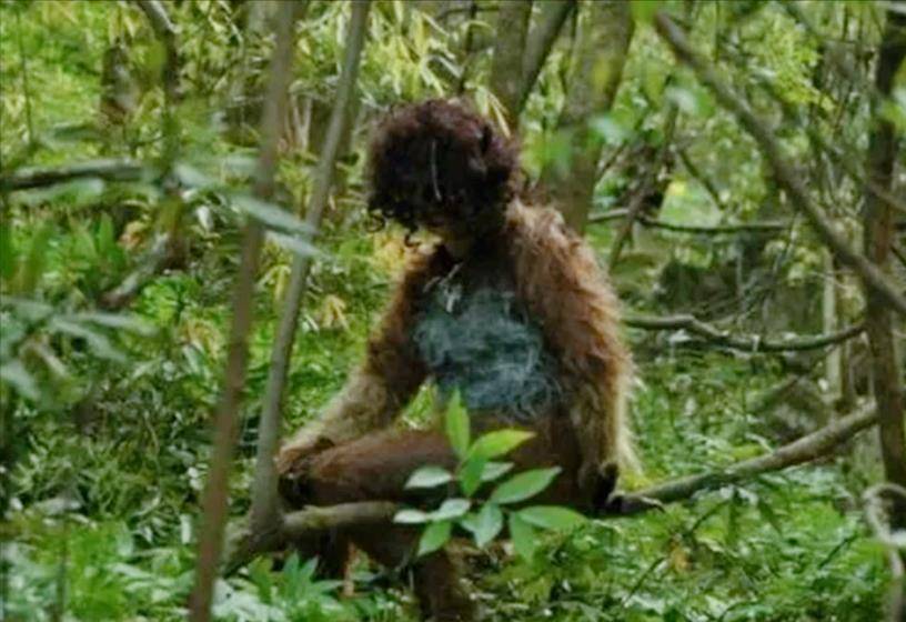 神农架野人之谜,周边村民目击,官方考察队调查,野人真的存在吗