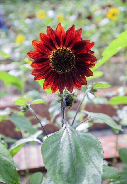 美丽的红色向日葵,好运来