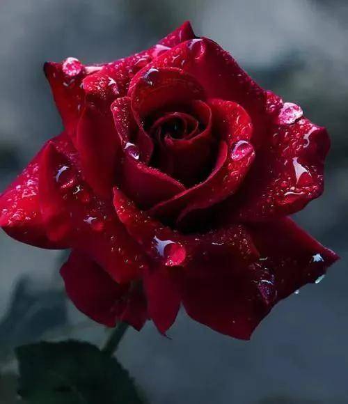 漂亮迷人的玫瑰花,美艳迷人