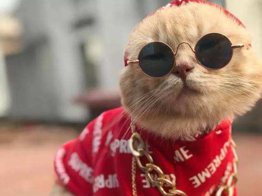 天气这么冷,需要给猫咪穿衣服吗?