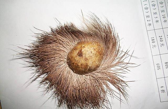 一种神秘药物,成为后宫的"堕胎"良药,雍正曾下旨作重要批示_麝香_宫廷