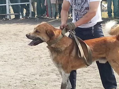 它是中东富豪最喜欢的宠物犬,价格昂贵,是很多大型犬的祖先