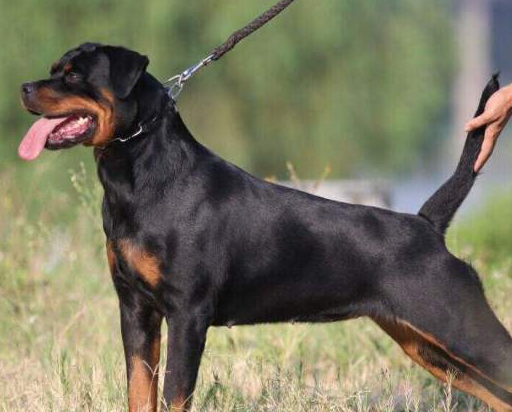 全球最贵的狗图片