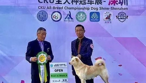 哈士奇,阿拉斯加犬,萨摩耶,贵宾犬等国外名犬一样,我们本土纯种犬也将