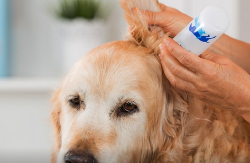 狗耳疥螨是最常见的螨虫 如何预防狗狗感染耳螨