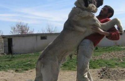 在体型上,坎高犬应该是世界上体型最大的犬种了,如