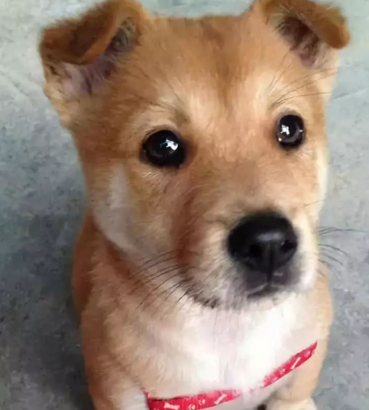 咱们本土的纯种犬也可以登上国际舞台,得到大家的肯定与认可,这是一件