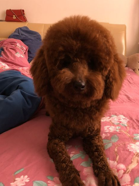 可爱的泰迪犬长了一张狮子脸,还被别人称作是金毛狮王,真是有趣