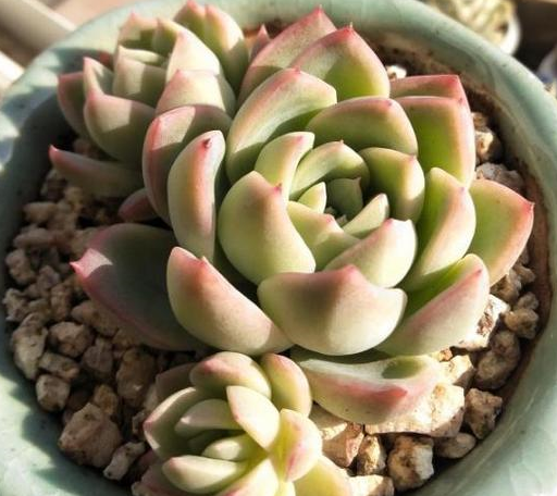 教你挑选健康的多肉植物,每一个特点都要看,避免种不活!