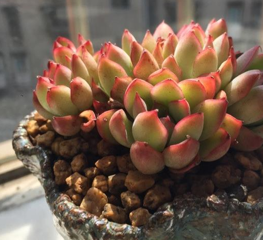 教你挑选健康的多肉植物,每一个特点都要看,避免种不活!