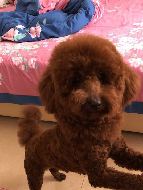 可爱的泰迪犬长了一张狮子脸,还被别人称作是金毛狮王,真是有趣