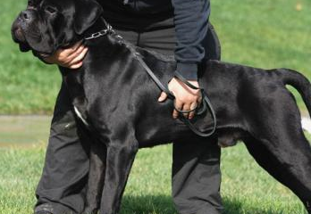 此犬是"黑色的死神",上过战场又狩猎过狮子,比杜高犬更受欢迎