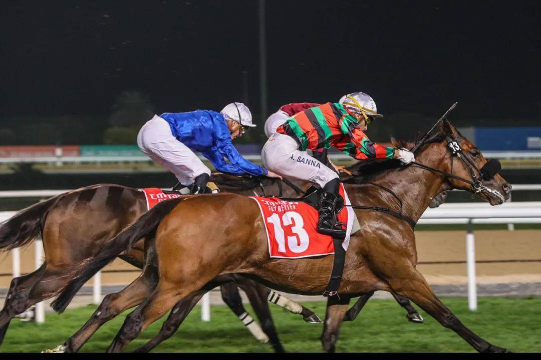 香港_韦达_赛驹