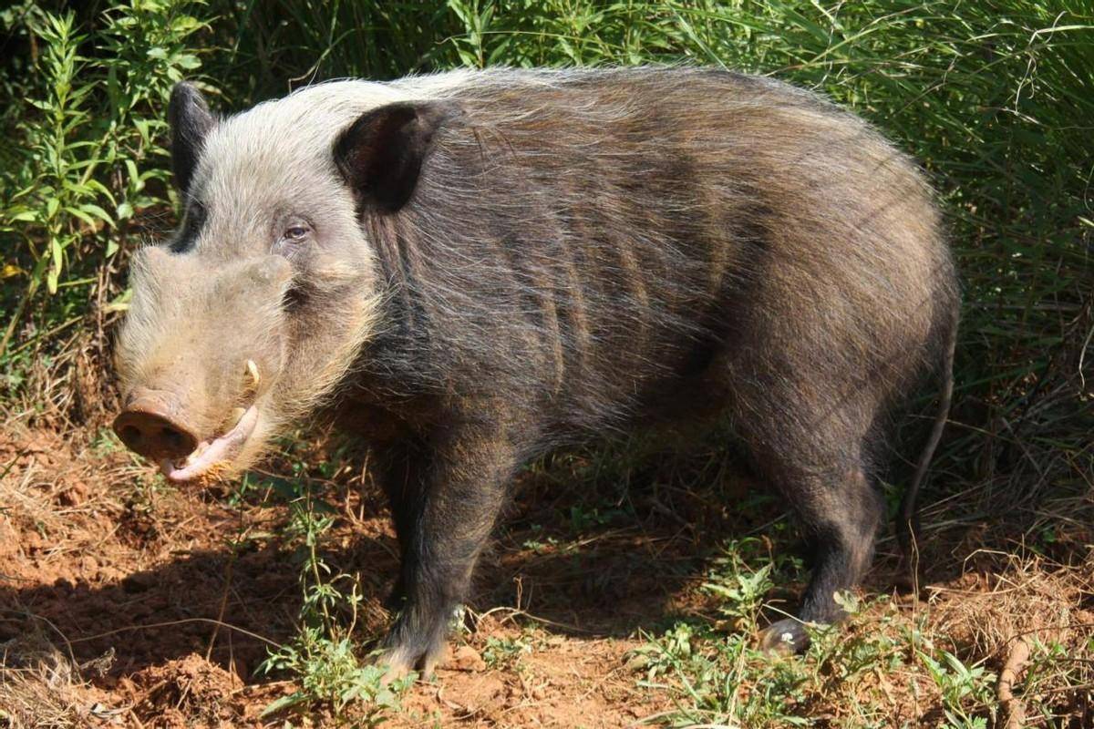 野猪 真实獠牙图片