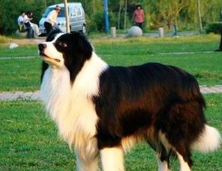 这4种狗狗,世界上最聪明!金毛第四名,你们养过第一种犬吗?