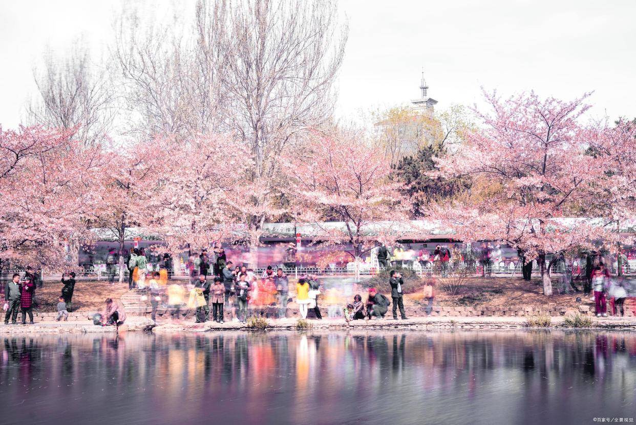 玉渊潭公园内的樱花园放在国内也算得上最大的樱花专类园区之一