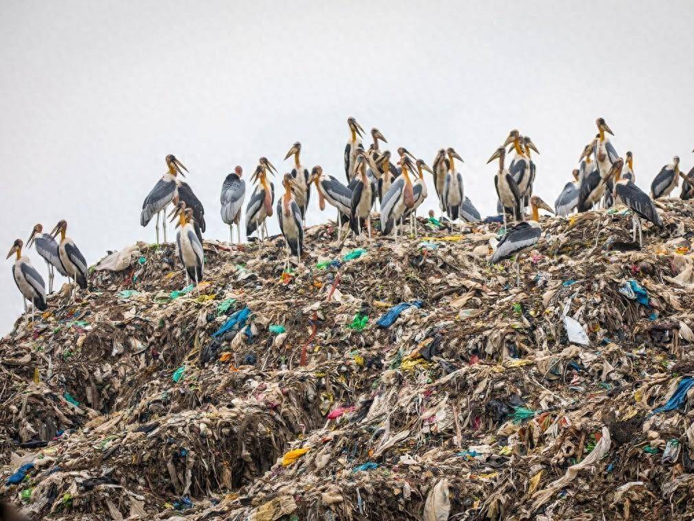食物_鸟类_尸体