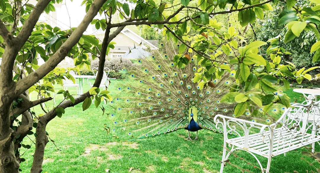 庄园周边有10多家医疗机构,世纪联华超市,西郊百联,上海动物园,法华