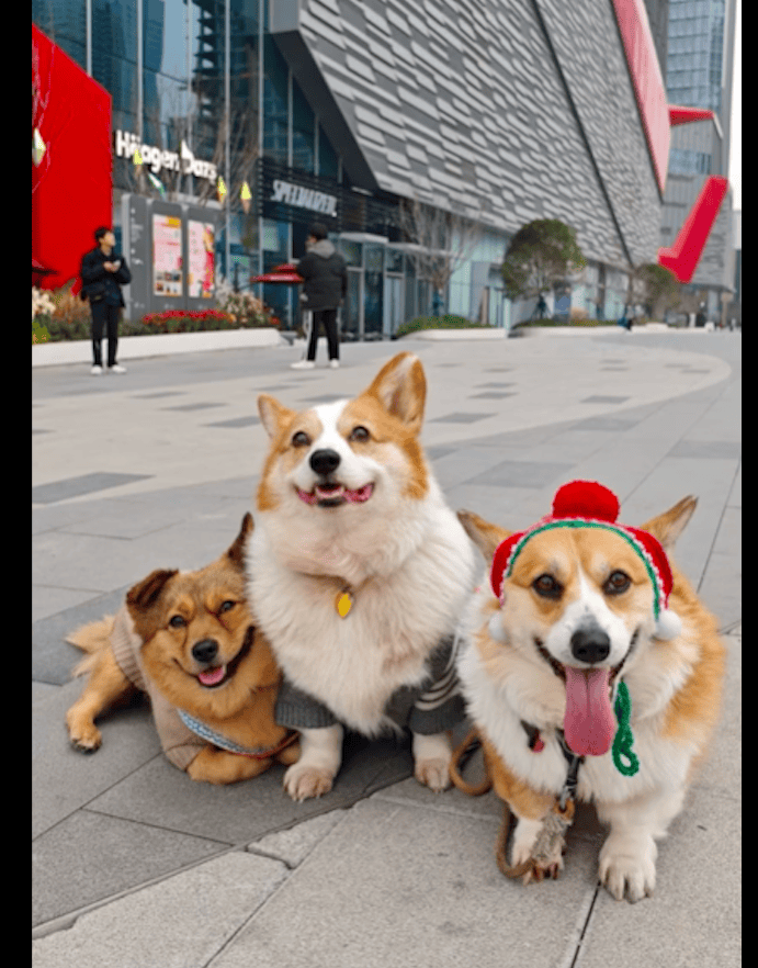 女生停车场遇见只小狗,从此它的命运改变,一步步走向狗生巅峰!