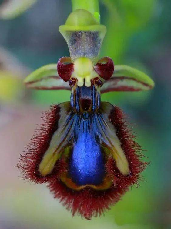 各种罕见的奇花异草,朵朵精品