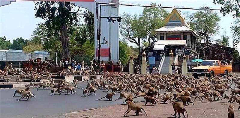 杀人越货的印度猴子,究竟是怎么练成的?