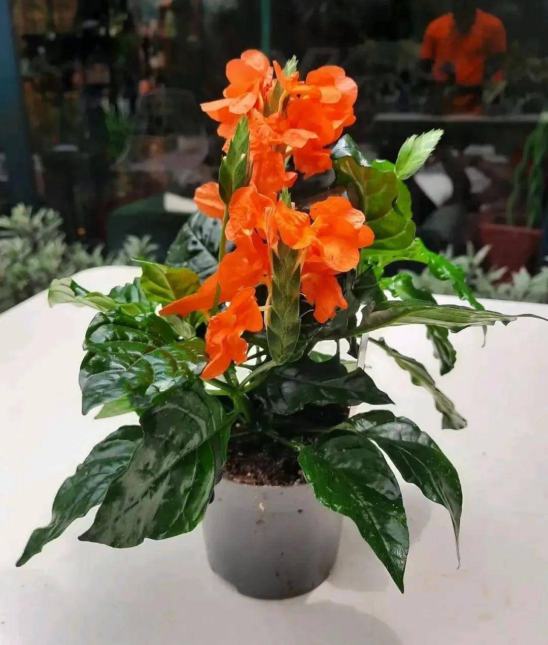 鸟尾花这草花开花太频繁